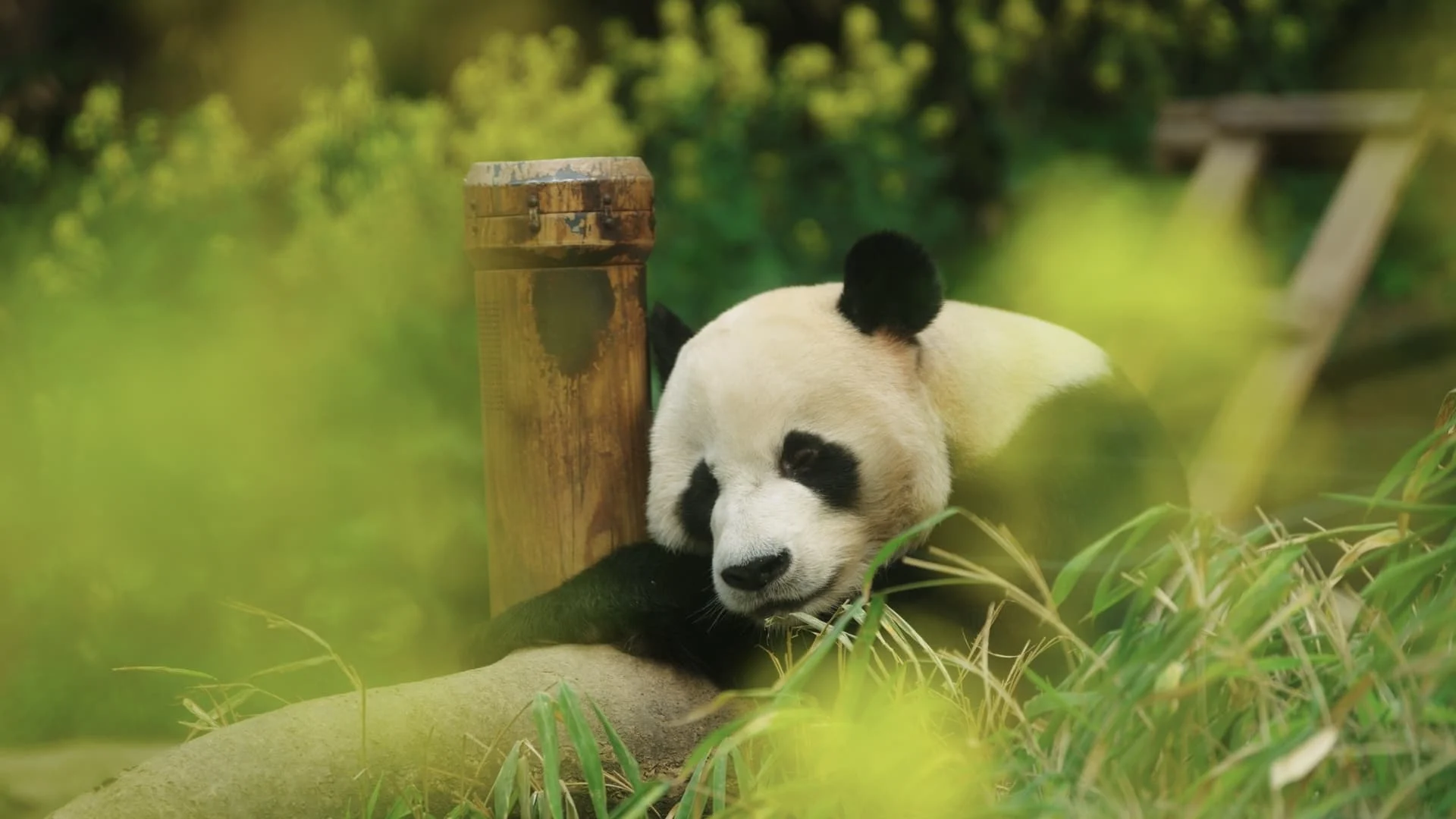 Bảo Bối Của Ông (My Dearest Fu Bao)